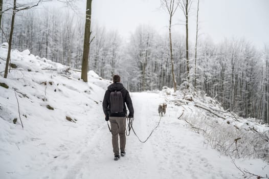 Young man with short brown hair, warm clothes and backpack walks his gray colored akita inu dog in the forest during winter with lots of snow, rear view