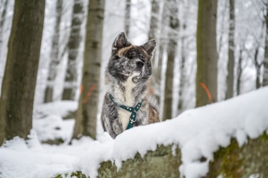 Akita inu dog with gray fur standing on a rock in the forest during winter with lots of snow