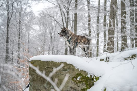 Akita inu dog with gray fur standing on a rock in the forest during winter with lots of snow, side view