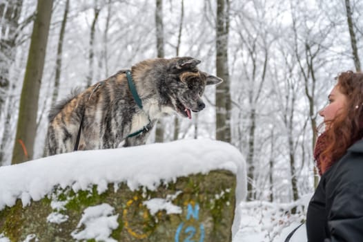 Akita inu dog with gray fur standing on a rock in the forest during winter with lots of snow