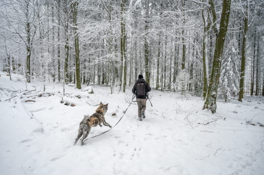 Man with hat, backpack and winter clothes walks his akita inu dog with gray fur in the forest with lots of snow, rear view, dog is jumping and running