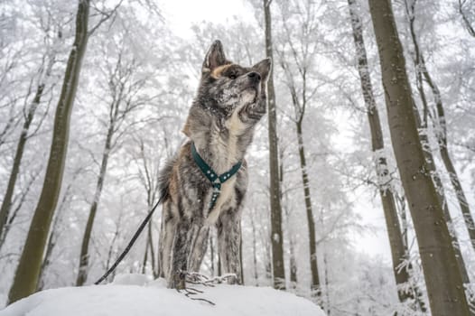 Cute Akita Inu Dog with gray fur standing on a rock in the forest during winter with lots of snow