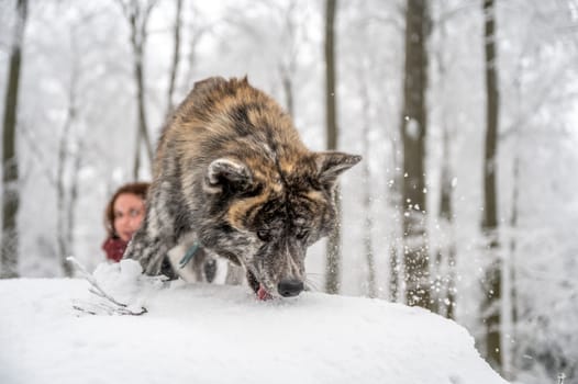 Akita inu dog with gray and orange fur is climbing on a rock in the forest during winter with lots of snow, female master with brown curly hair in the background