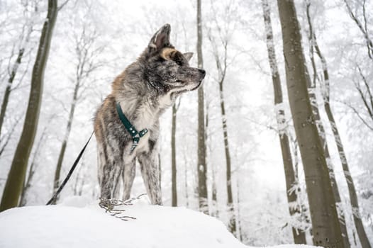 Cute Akita Inu Dog with gray fur standing on a rock in the forest during winter with lots of snow
