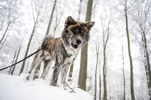 Cute Akita Inu Dog with gray fur standing on a rock in the forest during winter with lots of snow
