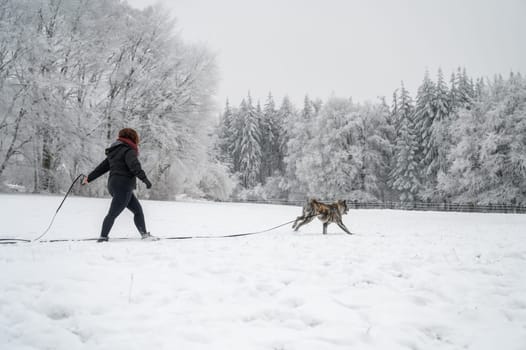 Woman with curly hair and warm clothes walks her akita inu dog with gray fur during winter with snow, dog is running