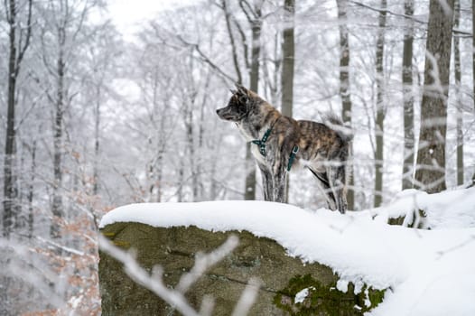 Akita inu dog with gray fur standing on a rock in the forest during winter with lots of snow, side view