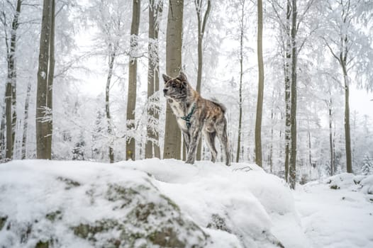 Cute Akita Inu Dog with gray fur standing on a rock in the forest during winter with lots of snow