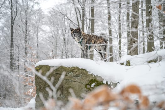 Akita inu dog with gray fur standing on a rock in the forest during winter with lots of snow, side view