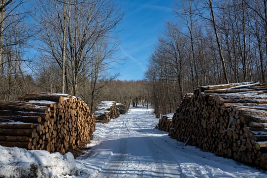 Snowy dirt road in nature with trees, snow and lots of stacked firewood, on a cold winter day