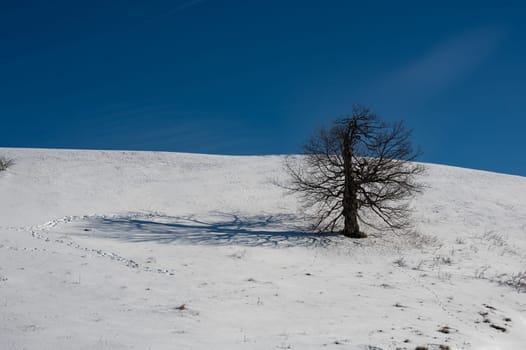 A bare tree in the sunlight, casting a long shadow on a hillside in winter with lots of snow