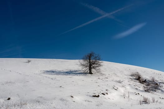 A bare tree in the sunlight, casting a long shadow on a hillside in winter with lots of snow