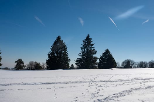 Fir trees in winter with lots of snow and blue sky in the high Rhoen, Hesse, Germany