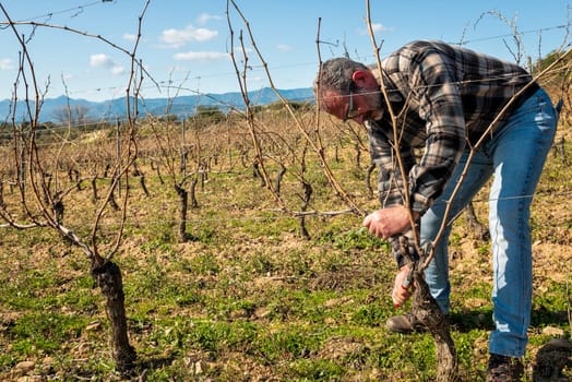 Winegrower pruning the vineyard with professional steel scissors. Traditional agriculture. Winter pruning, Guyot method.