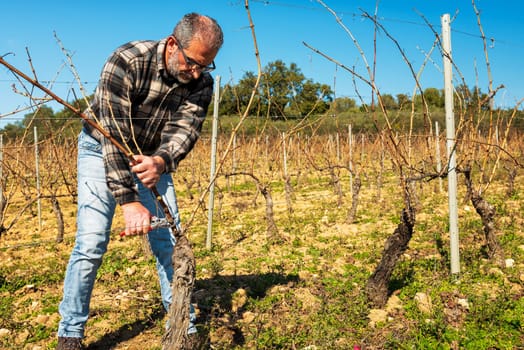 Winegrower pruning the vineyard with professional steel scissors. Traditional agriculture. Winter pruning, Guyot method.