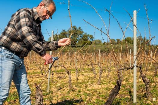 Winegrower pruning the vineyard with professional steel scissors. Traditional agriculture. Winter pruning, Guyot method.