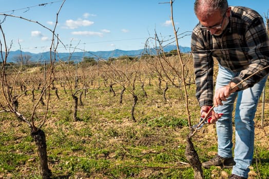 Winegrower pruning the vineyard with professional steel scissors. Traditional agriculture. Winter pruning, Guyot method.