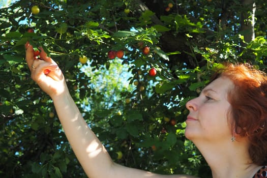 caucasian woman 40 years old collects cherry plum from a tree. Harvest in Serbia. Prunus cerasifera is a species of plum known by the common names cherry plum and myrobalan plum.