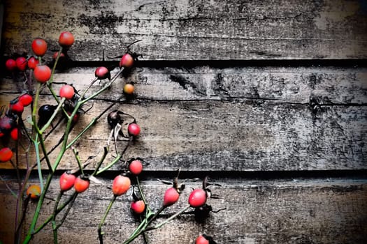 Red fruits of wild rose or rose bush on a wooden background. Autumn,Winter, New Year or Christmas still life. Copy space.