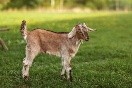 Young brown goat kid on green farm meadow, sun shining in background.