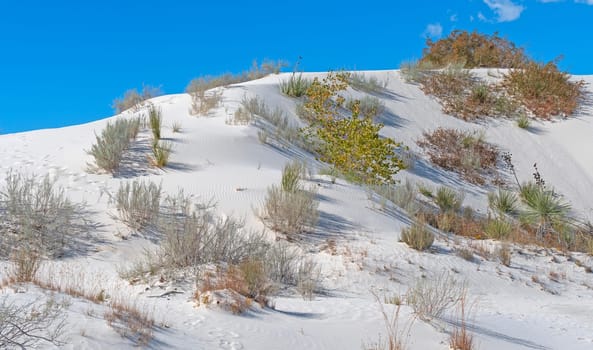 Desert Plant Display in the White Sands in White Sands National Park in New Mexico
