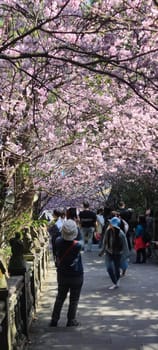 Bishanyan Cherry Blossoms, Taipei City - Feb 17, 2023 : Bishanyan Cherry Blossom Tunnel, Taipei City, Taiwan