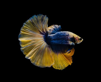Siamese fighting fish or Betta splendens fish, popular aquarium fish in Thailand. Yellow and blue half moon tail betta fighting fish motion isolated on black background
