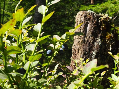 Blueberry, or Blueberry myrtle Vaccinium myrtillus, a low-growing shrub, a species of the genus Vaccinium of the family Heatheraceae. Forest wild blue purple berries and green leaves. Picking berries