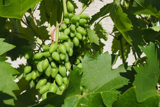 Young green grapes hang on the branches of the vine. Unripe grapes as a future crop. Plant diseases. Green grape leaves. Serbia, Vojvodina, Sremska Mitrovica. Winemaking in Serbia.