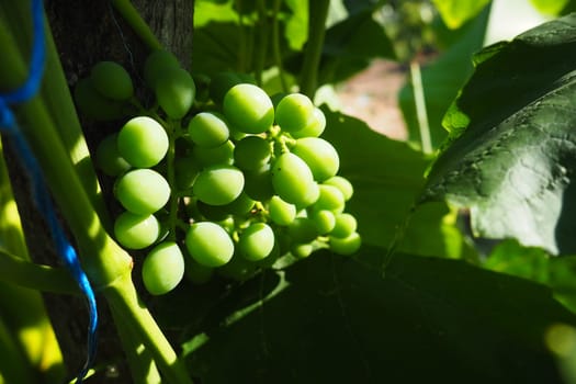 Young green grapes hang on the branches of the vine. Unripe grapes as a future crop. Plant diseases. Green grape leaves. Serbia, Vojvodina, Sremska Mitrovica. Winemaking in Serbia.