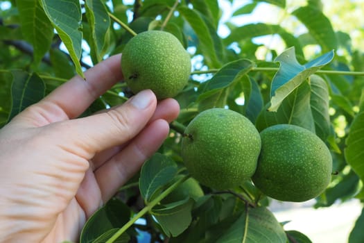 Unripe walnuts on a branch. A woman's hand is touching or picking nuts. Collection of nuts for the preparation of health tinctures. Ethnoscience. Serbian agriculture and horticulture Sremska Mitrovica