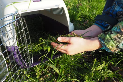 Children's hands place the plucked grass in a pet cage or cat carrier. Animal care. Good nutrition for your pet. Grass and vitamins in the cats diet. Autumn sunny day.