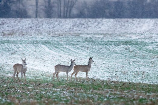 Wild roe deer herd in a snowfall