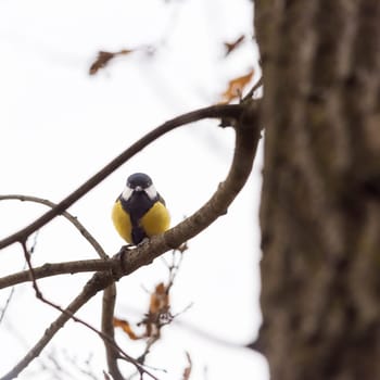 great tit (Parus major) perched in a bare tree in the winter with a pale blue sky in the background