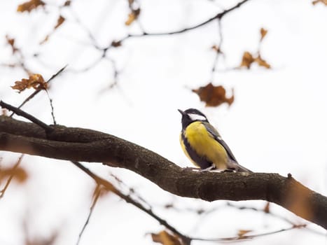 Great Tits Perching On Bare Tree