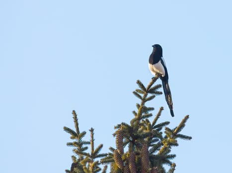 Magpie with an open beak on top of a pine tree in a garden