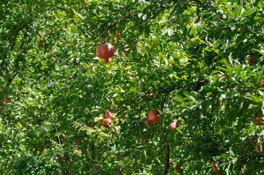Pomegranate tree with ripe fruits and flowers in the garden