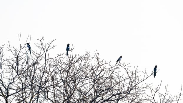 Magpies sit on the top of a tree and then one fly away (Pica pica)