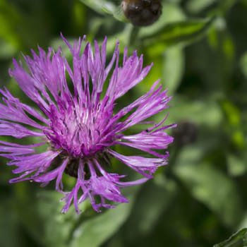 Meadow cornflower Centaurea jacea is a field weed plant, a species of the genus Cornflower of the family Asteraceae, or Compositae. Grows in meadows. Violet elegant flower. Flora of Europe
