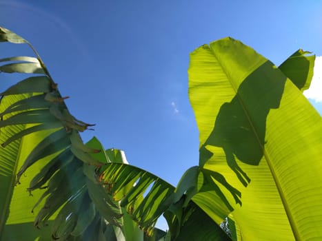 Green Banana leaf in nature, Banana leaf