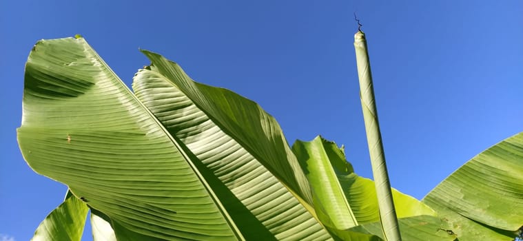 Green Banana leaf in nature, Banana leafs