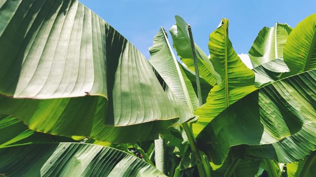 Green Banana leaf in nature, Banana leaf