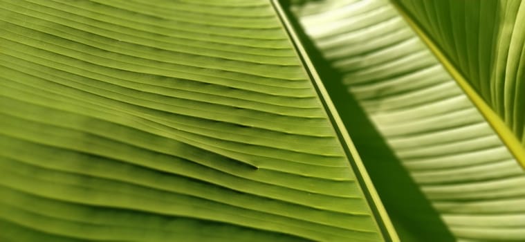 Green Banana leaf in nature, Banana leaf