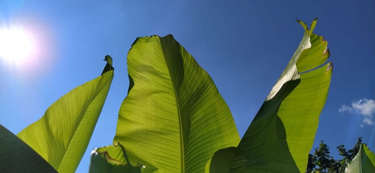 Green Banana leaf in nature, Banana leaf.