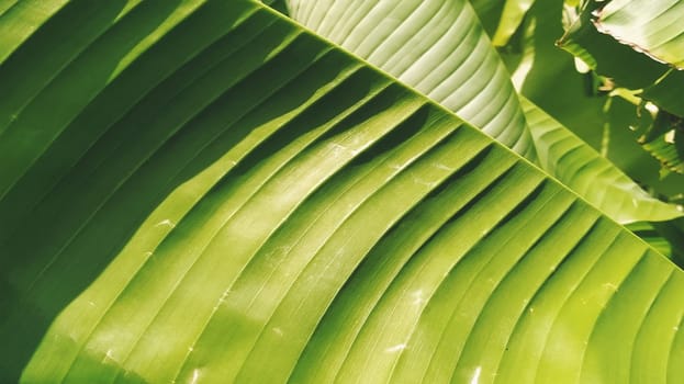 Green Banana leaf in nature, Banana leaf
