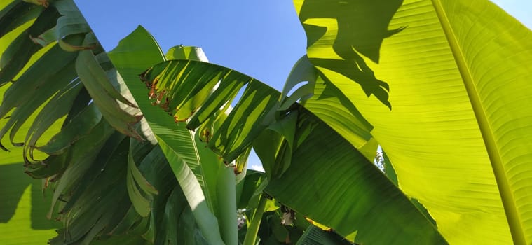 Green Banana leaf in nature, Banana leaf. Tropical palms against the blue sky. Damaged leaves of bright green color.