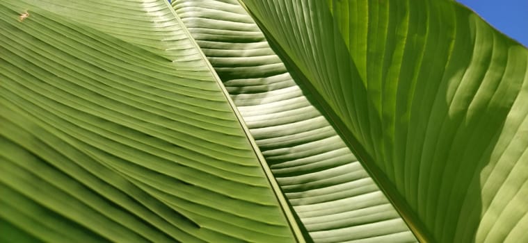 Green Banana leaf in nature, Banana leaf