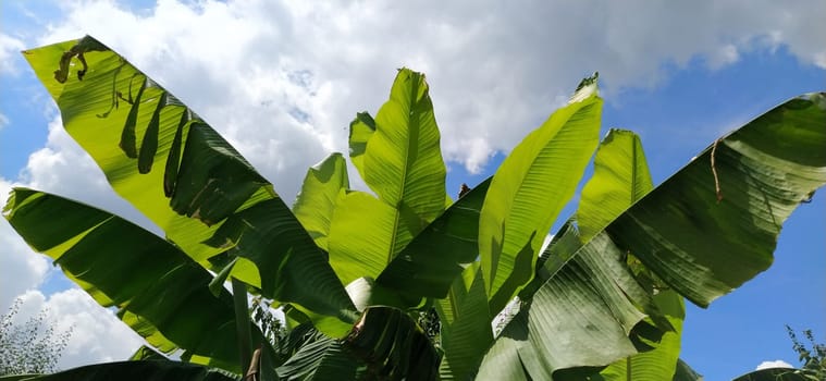 Green Banana leaf in nature, Banana leaf