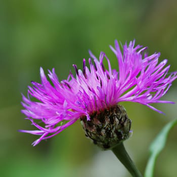 Meadow cornflower Centaurea jacea is a field weed plant, a species of the genus Cornflower of the family Asteraceae, or Compositae. Grows in meadows. Violet elegant flower. Flora of Europe