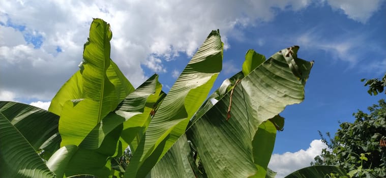 Green Banana leaf in nature, Banana leaf